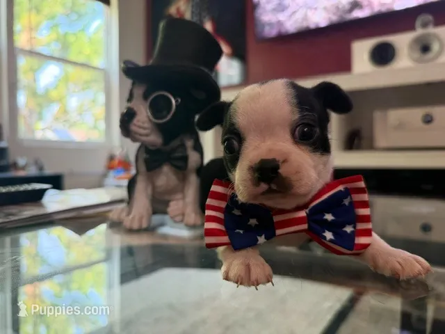 Red – Boston Terrier puppy for sale in Aurora, CO