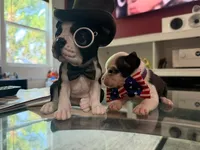Purple, a female Boston Terrier for sale in Aurora, CO – 2 of 5