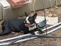 Chuiquita, a female Boston Terrier for sale in Aurora, CO – 2 of 4