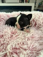 Yellow, a male Boston Terrier for sale in Aurora, CO – 6 of 6