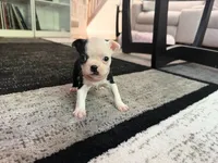 Pink, a female Boston Terrier for sale in Aurora, CO – 4 of 5