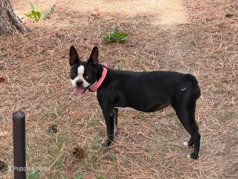 Chuiquita – Boston Terrier puppy for sale in Aurora, CO