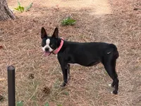 Chuiquita, a female Boston Terrier for sale in Aurora, CO – 1 of 4