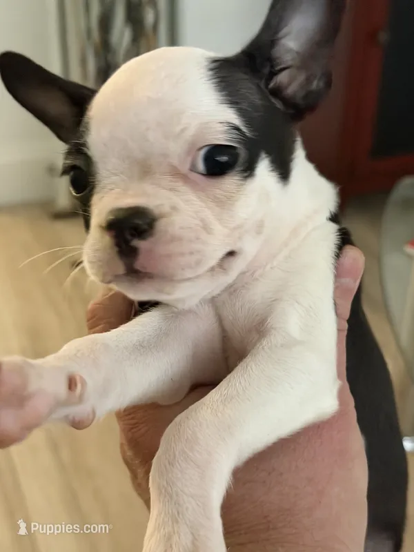 Purple – Boston Terrier puppy for sale in Fort Lauderdale, FL