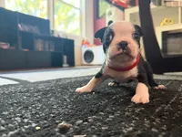 Red, a male Boston Terrier for sale in Aurora, CO – 2 of 6