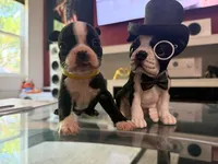 Yellow, a male Boston Terrier for sale in Aurora, CO – 4 of 6
