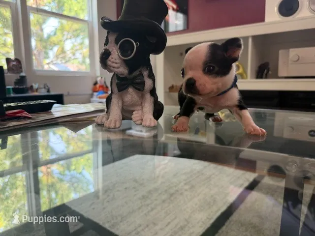 Blue – Boston Terrier puppy for sale in Aurora, CO