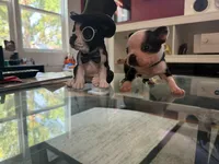 Blue, a male Boston Terrier for sale in Aurora, CO – 1 of 5