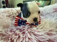 Pink, a female Boston Terrier for sale in Aurora, CO – 1 of 5