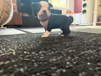 Red, a male Boston Terrier for sale in Aurora, CO – 3 of 6