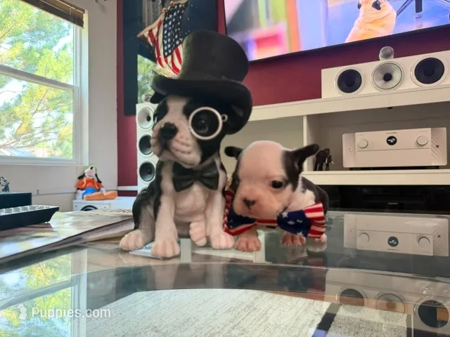 Purple – Boston Terrier puppy for sale in Aurora, CO