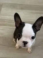 Blue, a male Boston Terrier for sale in Fort Lauderdale, FL – 7 of 8