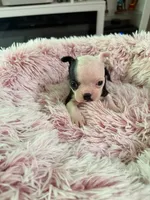 Pink, a female Boston Terrier for sale in Aurora, CO – 5 of 5