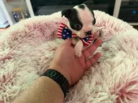 Red, a male Boston Terrier for sale in Aurora, CO – 5 of 6