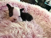 Purple, a female Boston Terrier for sale in Aurora, CO – 4 of 5