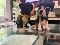 Yellow, a male Boston Terrier for sale in Aurora, CO – 1 of 6