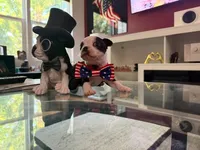 Red, a male Boston Terrier for sale in Aurora, CO – 6 of 6