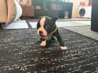 Yellow, a male Boston Terrier for sale in Aurora, CO – 2 of 6