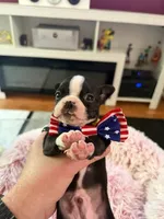 Yellow, a male Boston Terrier for sale in Aurora, CO – 3 of 6