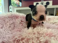Blue, a male Boston Terrier for sale in Aurora, CO – 2 of 5