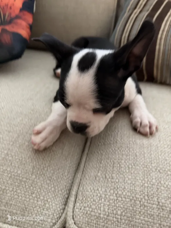 Red – Boston Terrier puppy for sale in Fort Lauderdale, FL