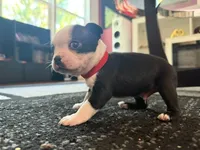 Red, a male Boston Terrier for sale in Aurora, CO – 4 of 6