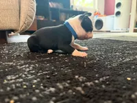 Blue, a male Boston Terrier for sale in Aurora, CO – 5 of 5