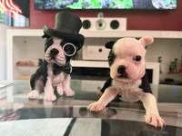 Pink, a female Boston Terrier for sale in Aurora, CO – 2 of 5
