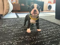 Yellow, a male Boston Terrier for sale in Aurora, CO – 5 of 6