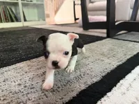 Pink, a female Boston Terrier for sale in Aurora, CO – 3 of 5