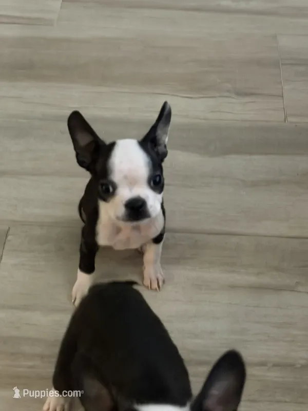 Blue – Boston Terrier puppy for sale in Fort Lauderdale, FL