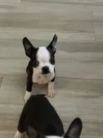 Blue, a male Boston Terrier for sale in Fort Lauderdale, FL – 1 of 8