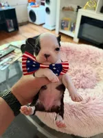 Purple, a female Boston Terrier for sale in Aurora, CO – 3 of 5