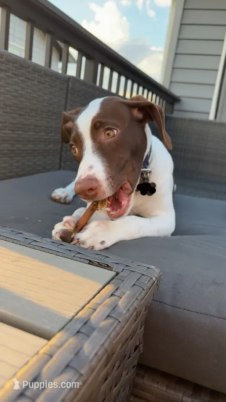 Stryker – Australian Shepherd, German Shorthaired Pointer puppy for sale in Council Bluffs, IA