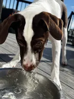 Stryker, a male Australian Shepherd and German Shorthaired Pointer for sale in Council Bluffs, IA – 3 of 4