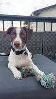 Stryker, a male Australian Shepherd and German Shorthaired Pointer for sale in Council Bluffs, IA – 4 of 4