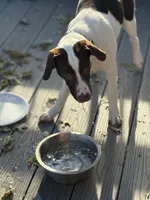 Stryker, a male Australian Shepherd and German Shorthaired Pointer for sale in Council Bluffs, IA – 2 of 4