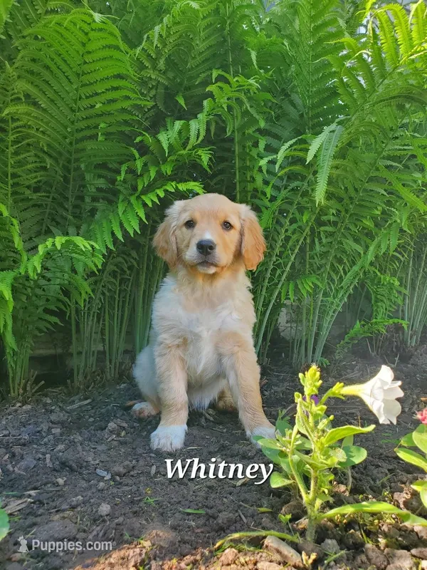 Whitney  – Goldador puppy for sale in Auburn, NY