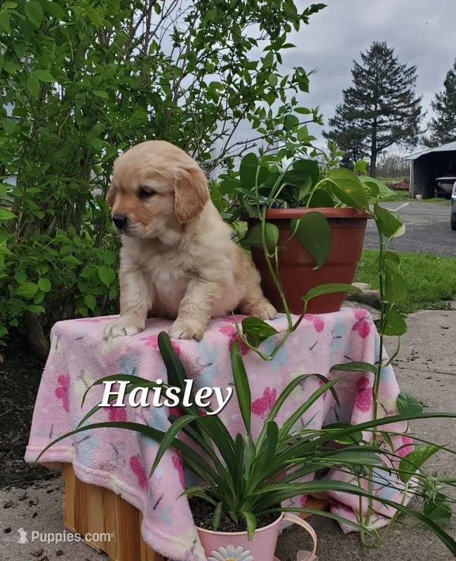 Haisley – Goldador puppy for sale in Auburn, NY