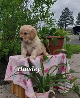 Haisley, a female Goldador for sale in Auburn, NY – 1 of 1