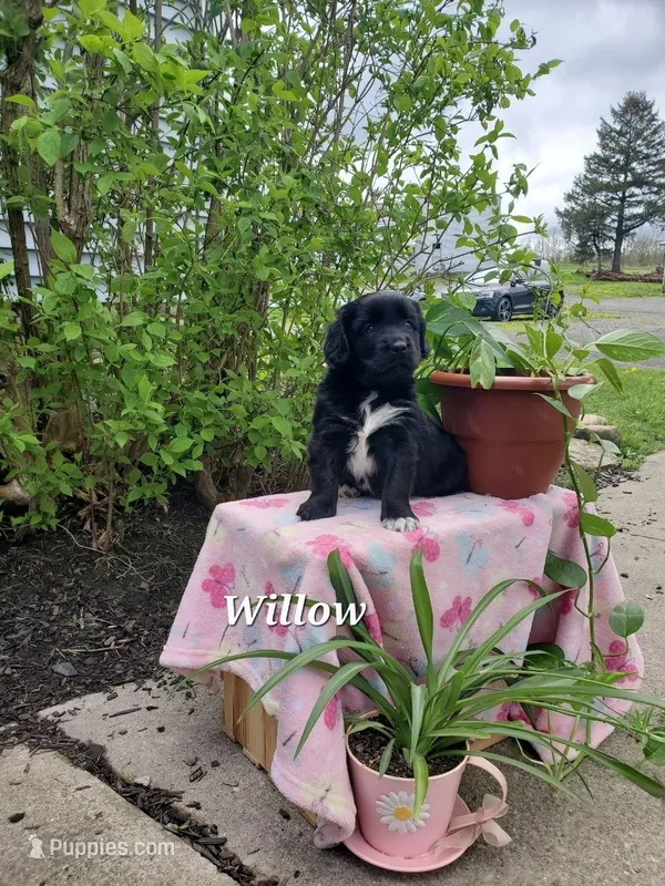 Willow – Goldador puppy for sale in Auburn, NY