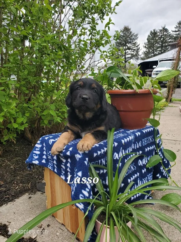 Lasso – Goldador puppy for sale in Auburn, NY