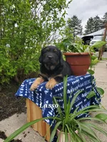 Lasso, a male Goldador for sale in Auburn, NY – 1 of 1