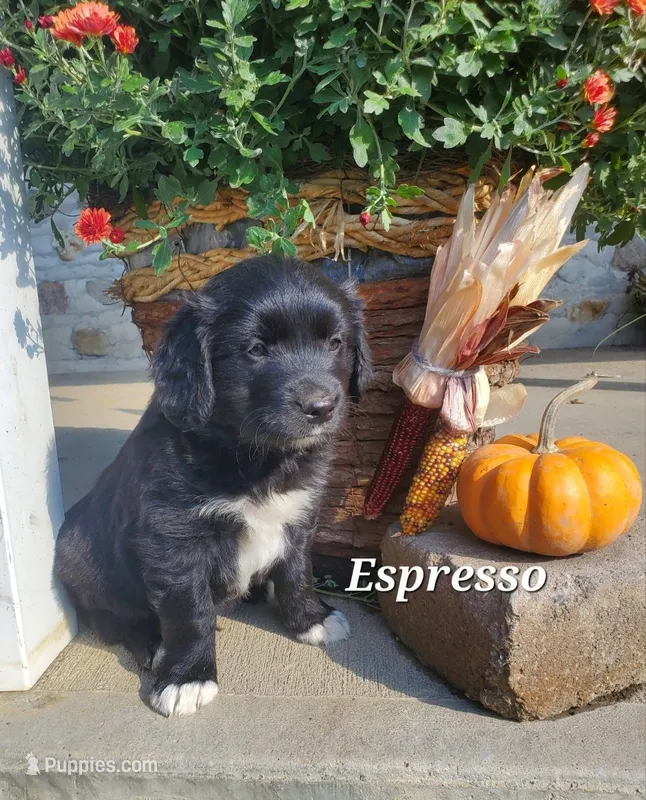 Expresso – Goldador puppy for sale in Auburn, NY