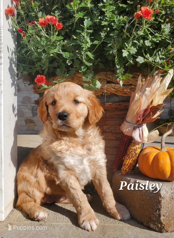 Paisley – Goldador puppy for sale in Auburn, NY