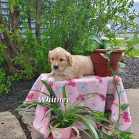 Whitney , a female Goldador for sale in Auburn, NY – 1 of 1