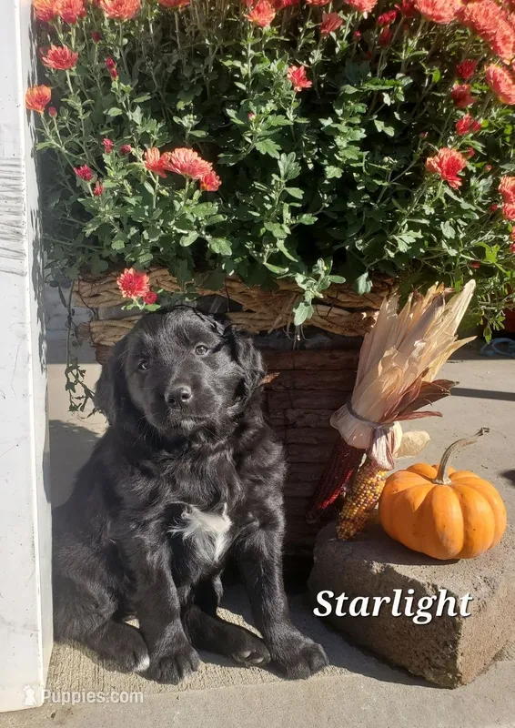Starlight  – Goldador puppy for sale in Auburn, NY