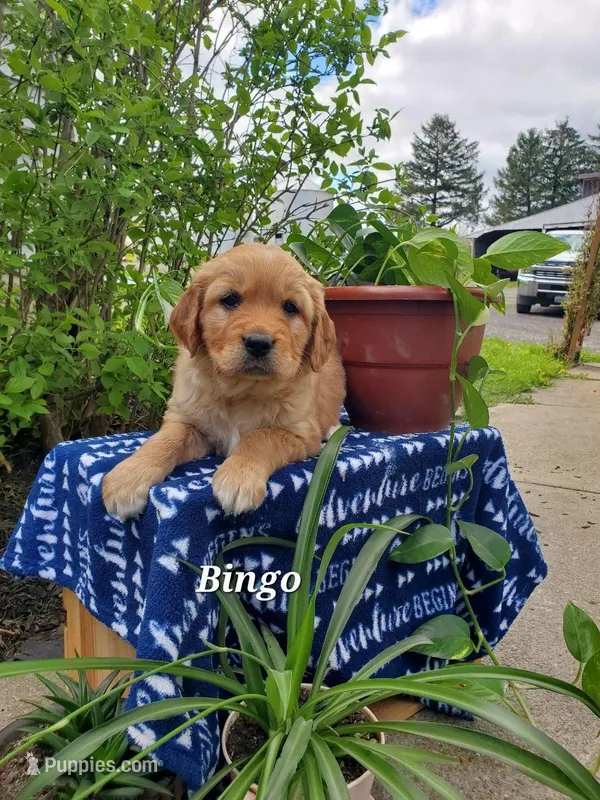 Bingo – Goldador puppy for sale in Auburn, NY