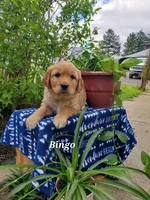 Bingo, a male Goldador for sale in Auburn, NY – 1 of 1