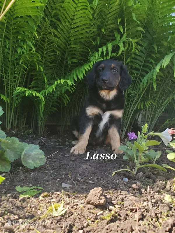 Lasso – Goldador puppy for sale in Auburn, NY